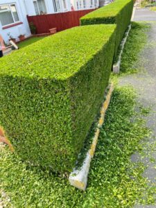 Neatly trimmed hedge by G.R.A. Gardening in Swansea
